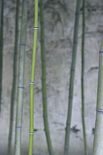 Bambus  © Sonja Werner Fotografie