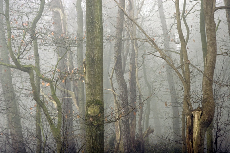 Wald © Sonja Werner Fotografie