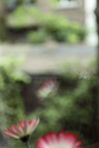 Blume am Fenster © Sonja Werner Fotografie